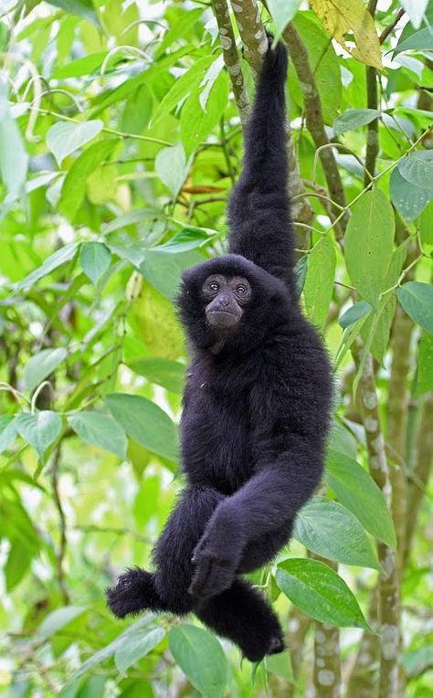 Siamang Gibbon, Animal List, List Of Animals, Primates, Riyadh, Reptiles, The Middle, Thailand, Cute Animals