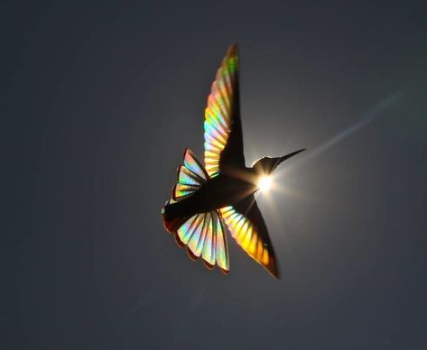 Magical Pictures Of Hummingbirds’ Wings Shining Like Rainbows! Diffraction Of Light, Hummingbird Wings, Magical Pictures, Dog Shots, Bird Wings, Sirius Black, Colorful Birds, Natural Phenomena, Nature Animals