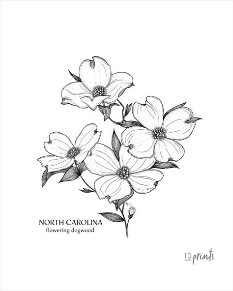 A black ink illustration of four dogwood blossoms. Intricate and detailed. Digital download. Dogwood Blossoms Drawing, Dogwood Flower Illustration, Flowering Dogwood Tattoo, Dogwood Tattoos For Women, Dogwood Flower Drawing, Dogwood Illustration, Dogwood Flower Tattoo, Dogwood Tattoo, Dogwood Flower Tattoos