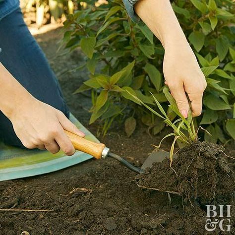 Don't let weeds become the enemy of your garden. Fall Garden Checklist, Kill Weeds Naturally, Types Of Tulips, Garden Checklist, Weeds In Lawn, Garden Weeds, Starting A Garden, Have Inspiration, Home Vegetable Garden