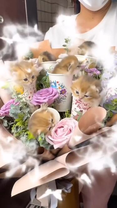 Just look at those kittens! * * * * * Dm for credit or removal Kitten Bouquet, Cat Bouquet, Wrapping Techniques, Gift Wrapping Techniques, Cute Tumblr Wallpaper, Cat Photos, Hand Bouquet, Cat Flowers, Custom Keto Diet