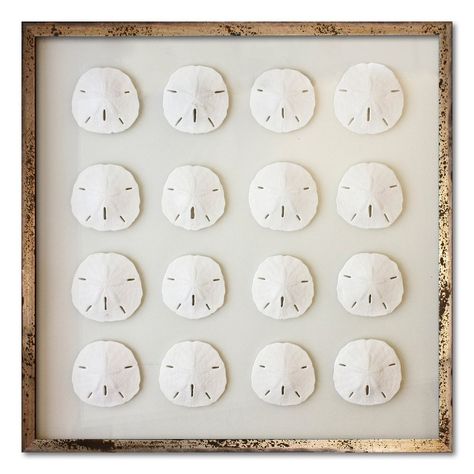 16 Florida Sand Dollars Wall Art Florida, Sand Dollar Art, Whale Wall Art, Frames Sizes, Cottages And Bungalows, Sand Dollars, Sea Shell Decor, Nautical Wall Art, Nautical Wall