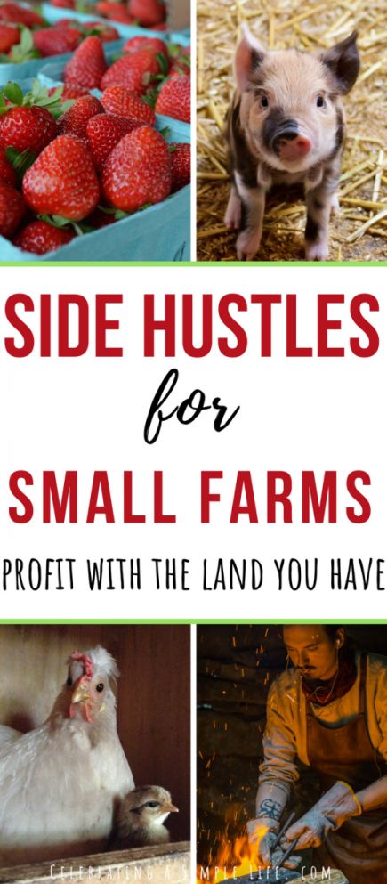 Make Money Homesteading, Starting A Farm, Farm Hacks, Small Farms, Farm Plans, Homestead Farm, Farm Layout, Farm Business, Future Farms