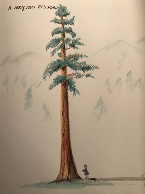 A very tall redwood tree For my book Draw every day , Draw every way Tall Trees Drawing, Redwood Tree Watercolor, Redwood Tree Drawing Simple, Redwood Tree Illustration, Redwood Tree Art, Tall Tree Drawing, Redwood Tree Drawing, Drawings Pencil Easy, Redwood Tree Tattoo