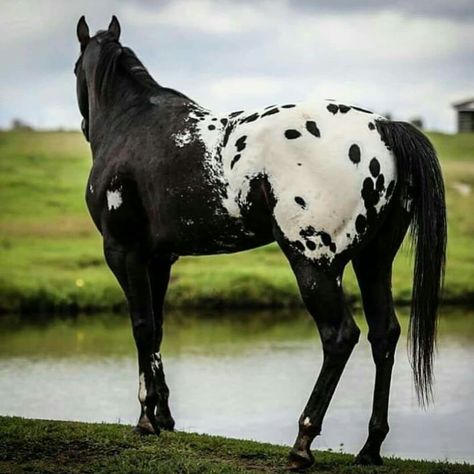 Black Appaloosa, Husky Corgi, Horse Markings, Corgi Puppies, Types Of Horses, Horse Wallpaper, American Quarter Horse, Most Beautiful Horses, Appaloosa Horses