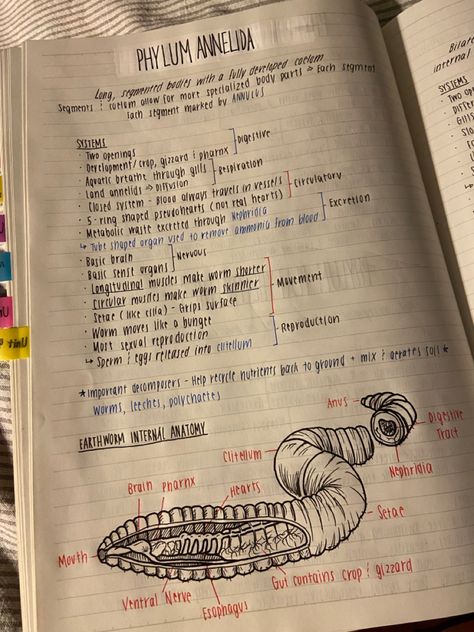 Platyhelminthes Notes, Phylum Notes, Wildlife Biology Notes, Marine Biologist Aesthetic Notes, Zoology Aesthetic Notes, Marine Biologist Notes, Marine Biology Aesthetic Notes, Zoology Aesthetic, Marine Biology Notes