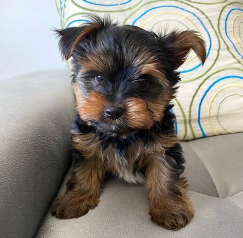 Yorkies Puppies, Teacup Yorkies For Sale, Yorkie Poo Puppies, Yorkie Puppies For Adoption, Teacup Yorkie For Sale, Teacup Yorkies, Yorkie Puppies For Sale, Cheap Puppies, Yorkies For Sale