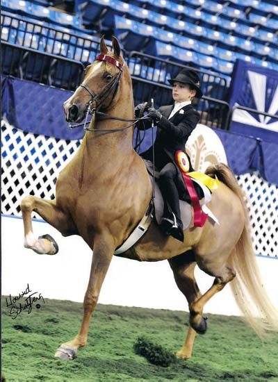 Saddleseat Riding, American Saddlebred Horses, University Of New Hampshire, American Saddlebred, Palomino Horse, Show Horse, Horse Videos, Most Beautiful Animals, All The Pretty Horses