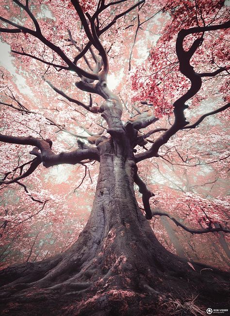 Amazing Nature World Witch Tree, Era Victoria, Old Trees, Unique Trees, Tree Photography, Nature Tree, Tree Forest, Blossom Trees, Cherry Tree