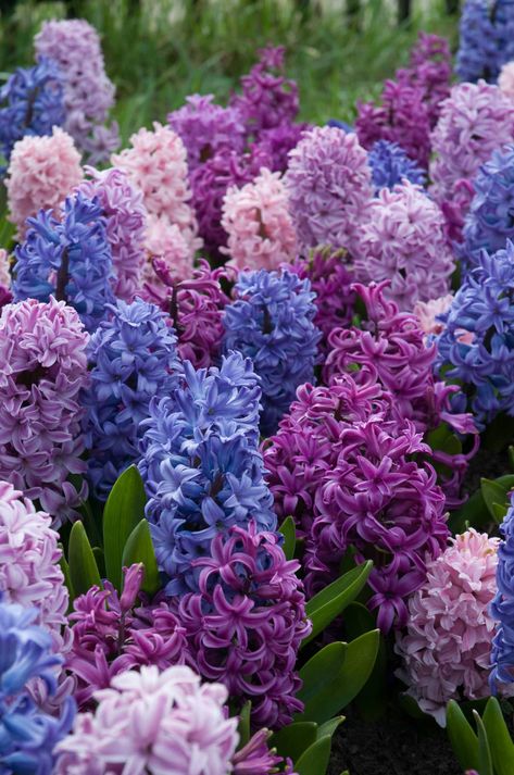 Hyacinth Wallpaper Iphone, Hyancith Flower Aesthetic, Apollo And Hyacinth Aesthetic, Purple Hyacinth Flower Aesthetic, Hyancith Flower, Hyacinth Aesthetic, Hyacinth Field, Backyard Wildflower Garden, Hyacinth Wallpaper