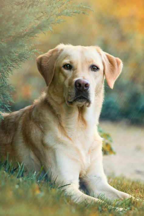 HELLO FRIENDS IF YOU WANT TO TRAIN YOUR DOG YOU JUST CLICK THE LINK IN BIO HERE YOU CAN TRAIN YOUR DO, DOG POTTY TRAINING, DOG TRAINING AND MANY MORE THINGS. #CuteDogs #Dogs #GoldenRetriver #DogsTraining #DogFood Labrador Photography, Miniature Labrador, Husky Corgi, Cute Labrador Puppies, House Animals, Labrador Dogs, Golden Labs, Yellow Labrador Retriever, Labrador Retriever Puppies