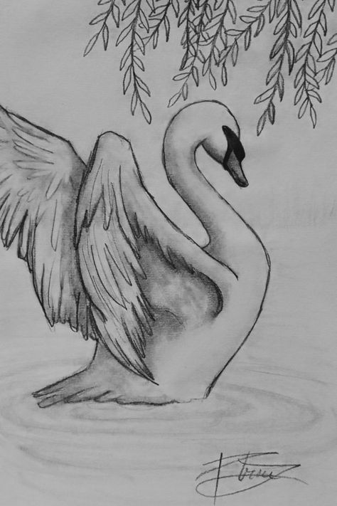 Drawing Inspiration Nature, Swan Pencil Drawing, Beautiful Animal Drawings, White Swan Drawing, Drawing Of Swan, Swan Sketch Pencil, Bambi Drawings Easy, Swan Drawing Aesthetic, How To Draw Swan