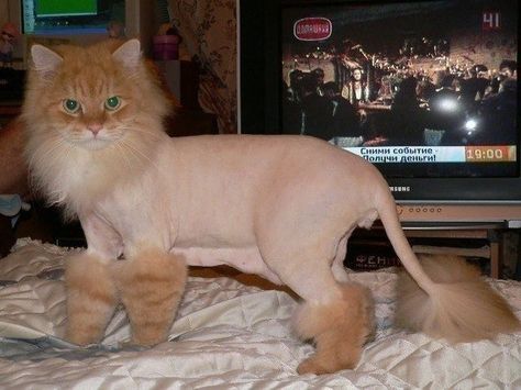 I'm a big deal Cat Haircut Ideas, Cat Lion Haircut, Lion Cut Cat, Lion Haircut, Cat Haircuts, Cat Lion Cut, Cat Grooming Styles, Shaved Cat, Cat Haircut