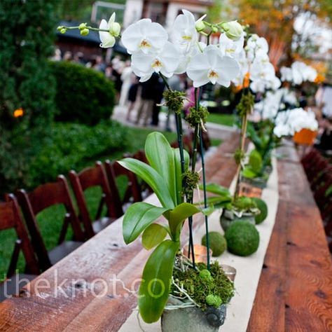 I love orchids.  And if I use them as centerpieces, people could take them home if they like. Potted Orchid Centerpiece, Orchid Centerpieces Wedding, Potted Orchid, Centrepiece Ideas, Orchid Centerpieces, Key West Wedding, Orchid Wedding, Orchid Arrangements, Reception Centerpieces