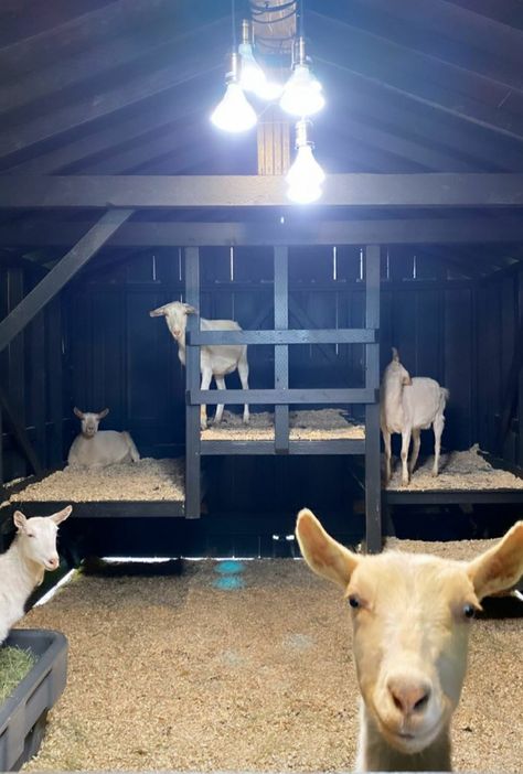 Mini Cow Barn, Goat Farming Ideas, Goats Milk Soap Recipe, Goat Pen Ideas, Goat Feeders, Goat Fencing, Milking Goats, Goat Fence, Milk Goats