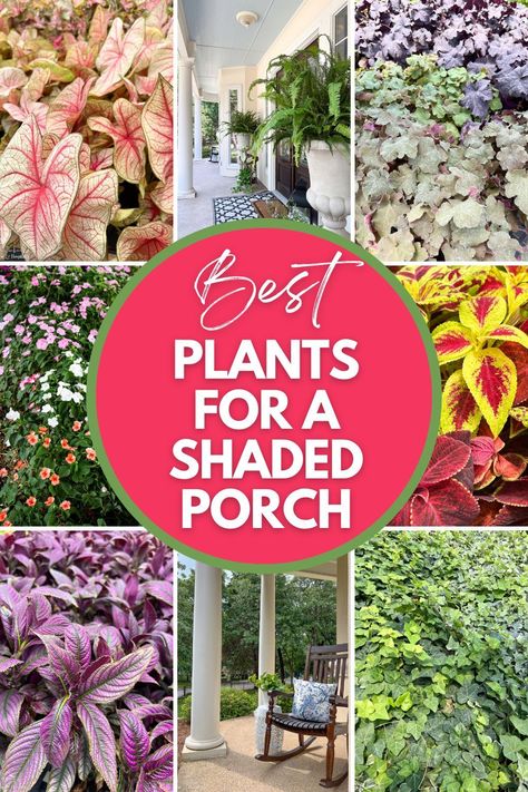 Planters For Shade, Porch Planter Ideas, Front Porch Flower Pots, Southern Porch, Patio Flower Pots, Country Homestead, Shade Loving Plants, Shade Annuals, Full Shade Plants