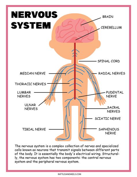 Diagram Of The Brain, Nervous System Projects, Nervous System Diagram, Nervous System Parts, Plant Life Cycle Worksheet, Nervous System Anatomy, Free Science Worksheets, Brain Diagram, Nervous System Activities