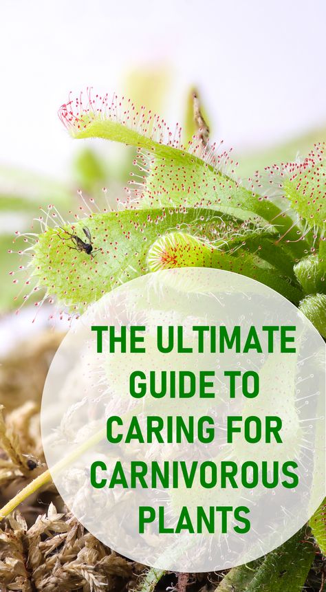 Caring for Carnivorous Plants, How to Care for Carnivorous Plants, Venus Flytrap Care, Pitcher Plants, Caring for Carnivorous Plants Indoors, Houseplants, Sundew Venus Flytrap Care, Isopod Terrarium, Carnivorous Terrarium, Pitcher Plant Care, Carnivorous Plants Care, Carnivore Plants, Carnivorous Plants Terrarium, Carnivorous Pitcher Plant, Plants Terrarium