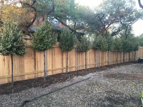 Landscaping Inside Privacy Fence, Backyard Privacy Trees Small Yards, Trees On Fence Line, Privacy Fence And Trees, Privacy Fencing Ideas Front Yard, Pine Tree Privacy Landscaping, Trees Fence Line, Trees That Grow Fast, Privacy On Top Of Fence