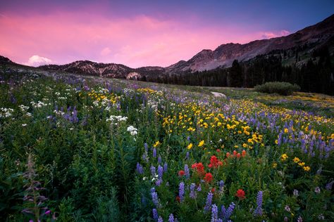 At Albion Basin, wildflowers you will see include lupine, Indian paintbrush, American bistort, sunflowers, fireweed, and many more!Drive to the very top of Little Cottonwood Canyon and park at the . Salt Lake City Hikes, Utah Bucket List, Albion Basin, Explore Idaho, Utah Adventures, Lake Photography, Utah Travel, Adventure Photos, Utah Photography