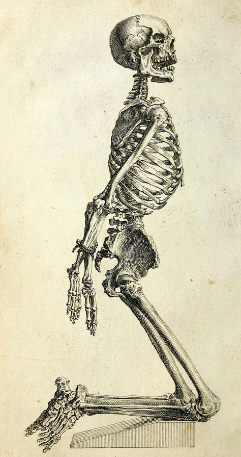 Anatomy Bones, Skeleton Anatomy, Skeleton Drawings, Human Skeleton, Skeleton Art, A Skeleton, 인물 드로잉, Arte Inspo, Scientific Illustration