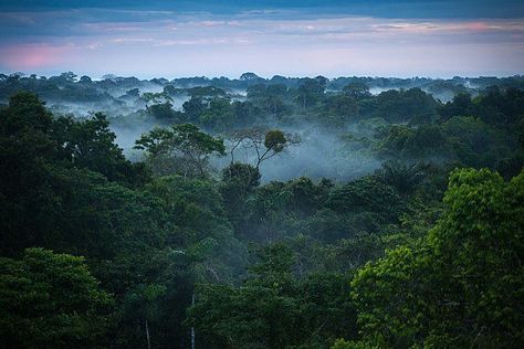 There Are Definitely at Least 14003 Plant Species in the Amazon Rain Forest Amazon Rainforest Trees, Amazon Deforestation, Rainforest Trees, Amazon Forest, The Amazon Rainforest, Beautiful Forest, Amazon Rainforest, In The Jungle, Plant Species