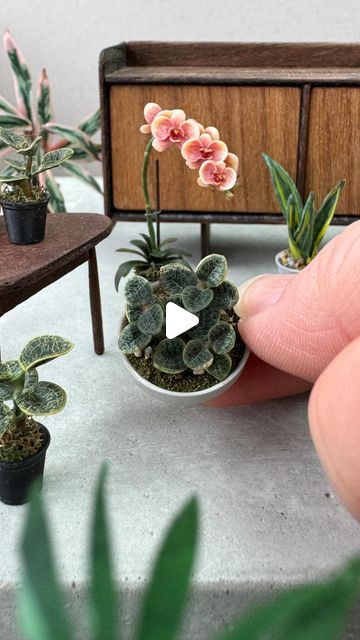 Miniature Clay Plants, Polymer Clay Plants, Macodes Petola, Maileg Dollhouse, Jewel Orchid, Colored Clay, Clay Houses, Miniature Plants, Spring Flower