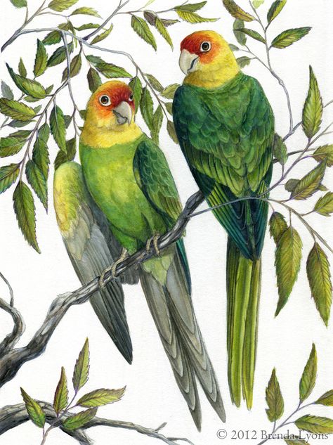 Carolina Parakeet by windfalcon on DeviantArt Carolina Parakeet, Parakeet Art, Parakeet Cage, Jungle Birds, Parrots Art, Illustration Board, Habitat Destruction, Birds Of America, Extinct Animals