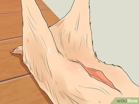 How to Skin a Deer (with Pictures) - wikiHow Field Dressing A Deer, Tanning Hides, Deer Hunting Tips, Hunting Tips, Different People, Loose Skin, A Deer, Deer Hunting, In The Flesh