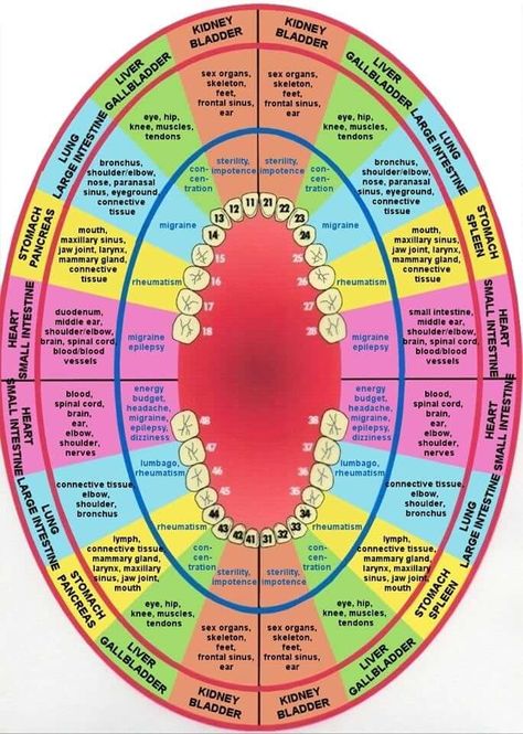 Holistic Dentistry, Tooth Chart, Teeth Health, Health Heal, Energy Medicine, Alternative Healing, Alternative Health, Reflexology, Health Info