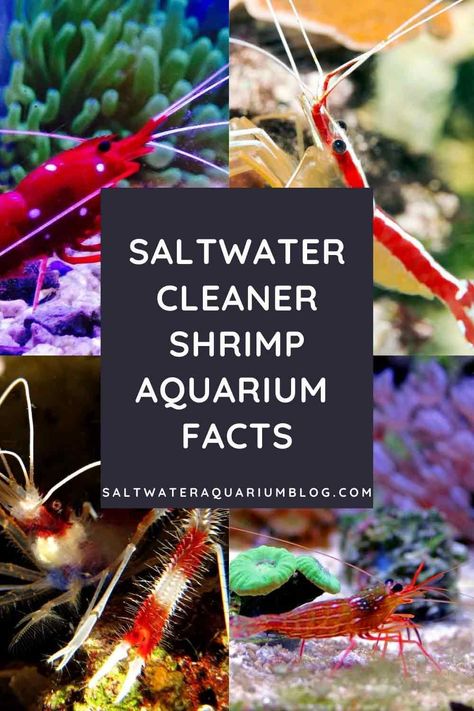 Saltwater Aquarium Design, Bioluminescent Animals, Cleaner Shrimp, Saltwater Aquarium Beginner, Aquarium Tips, Shrimp And Eggs, Saltwater Aquariums, Saltwater Aquarium Fish, Saltwater Fish Tanks