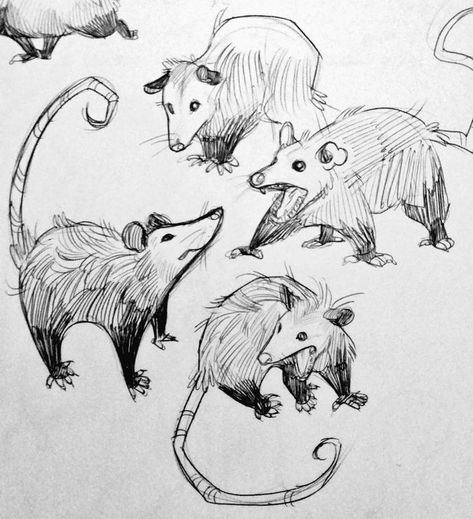 Possum Sketch, Unusual Animal Friendships, Animal Friendships, A Monkey, Arte Obscura, Arte Sketchbook, A Deer, Animal Sketches, Arte Horror