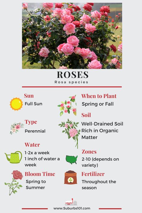 Lazy Gardener's Guide: How to Grow Roses (Infographic) Roses Care Tips Gardening, How To Take Care Of Rose Bushes, Roses Growing Tips, How To Start A Rose Garden, Taking Care Of Roses, How To Take Care Of Roses, Rose Care Tips Gardening, Rose Growing Tips, How To Care For Roses