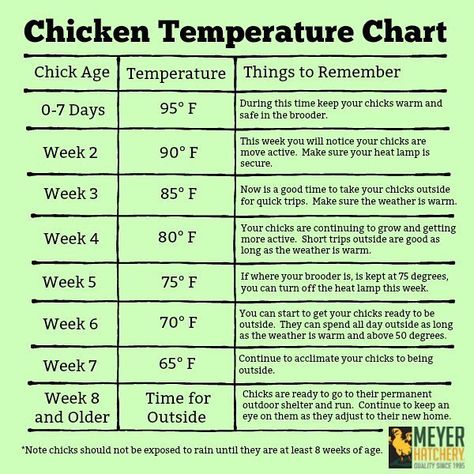 Have chicks coming soon? Brooder temperature is super important the first few weeks. Use our handy chart to help make sure your brooder temp is correct. Chicken Temperature, Chicken Brooder, Temperature Chart, Raising Chicks, Egg Laying Chickens, Backyard Chicken Coop Plans, Diy Chicken Coop Plans, Backyard Chicken Farming, Chicken Life