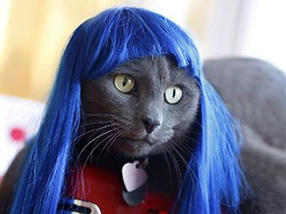 Cat with blue wig Blue Wig, Rave Party, Club Kids, Cat Hat, Russian Blue, Pet Costumes, Cats Meow, Cat Owners, Animal Photo