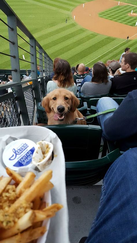 It Was 'Bring Your Dog Night' At The Seattle Mariners Game Last Night. He Stared At Me The Whole Time Like This Perros Golden Retriever, Safeco Field, 골든 리트리버, Garlic Fries, Love My Dog, Puppy Face, Baseball Game, Popular Dog, Baseball Games