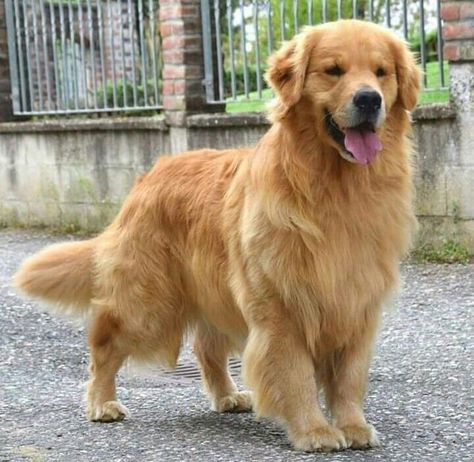 Perros Golden Retriever, Chien Golden Retriever, Dog Tumblr, Hilarious Dogs, 골든 리트리버, Cute Animals Puppies, Funny Pets, A Golden Retriever, Super Cute Animals