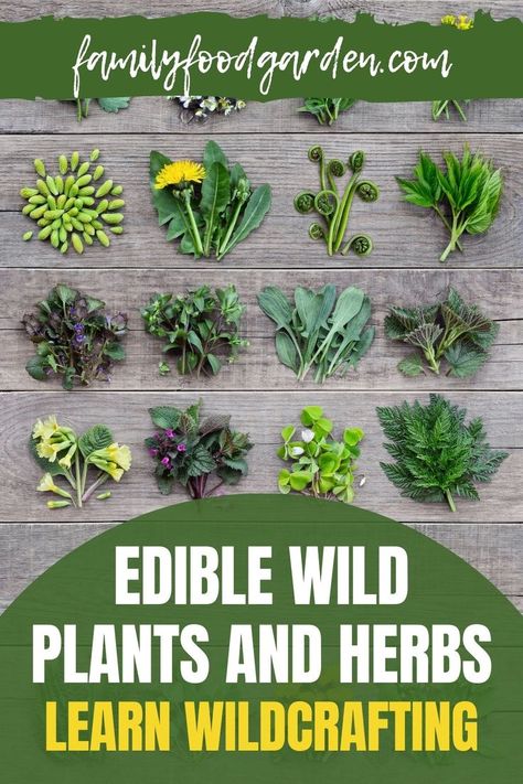 Medicinal Herbs Remedies, Herbs Remedies, Medicinal Wild Plants, Mint Garden, Bush Tucker, Wild Food Foraging, Edible Wild Plants, Medicinal Garden, Edible Landscaping