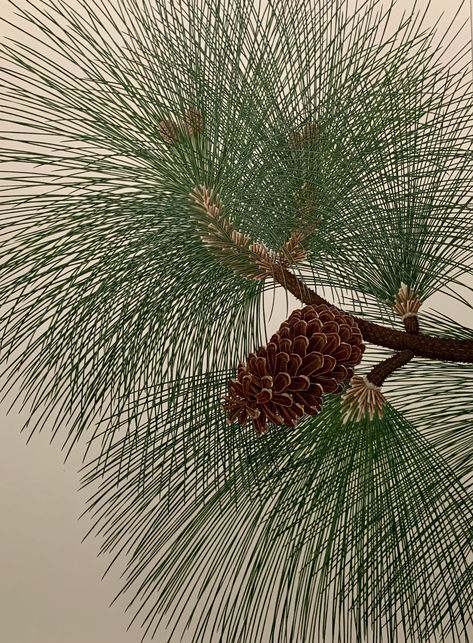 Long Leaf Pine by artist Kimiyo Maruyama on display at the Shirley Sherwood Gallery of Botanical Art The world’s first public gallery dedicated to classic and contemporary botanical art.  @kewgardens  #artist #art #plants #botanical #painting #picture @sherwoodgallery #endangeredpines #pine #usa🇺🇸 Pine Embroidery, Long Leaf Pine, Longleaf Pine, Pine Tree Candle, Contemporary Botanical Art, Tree Candles, Green Leaf Wallpaper, Art Plants, Painting Picture