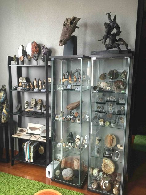 Scientific Home Decor, Fossil Display Case, Mineral Specimen Display, Fossil Collection Display, Bone Collection Aesthetic, Fossil Display Ideas, Nature Collection Display, Mineral Collection Display, Curiosity Display