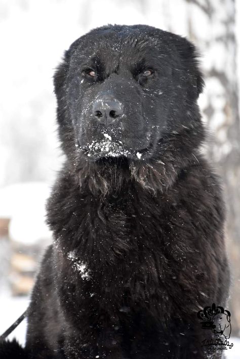 Breed ➡️ CENTRAL ASIAN SHEPHERD DOG From TAAZHYDAR POLYGEN. 🇷🇺 10 months Old Asian Shepherd Dog, Alabai Dog, Central Asian Shepherd, Big Dogs Breeds, Biggest Dog In The World, Pet Anime, Biggest Dog, Giant Dog Breeds, Every Dog Breed