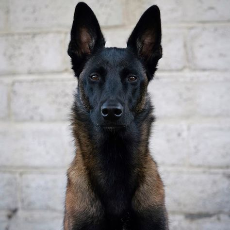 14 Amazing Facts About Belgian Malinois | PetPress Malinois Shepherd, Berger Malinois, Belgian Malinois Puppies, Belgium Malinois, Malinois Puppies, Belgian Malinois Dog, Malinois Dog, Belgian Shepherd, Best Dog Breeds