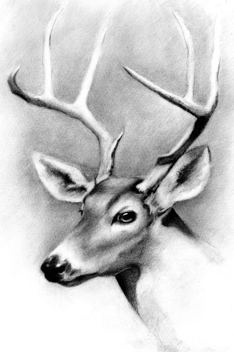 Charcoal Drawing Tutorial, Realistic Animal Drawings, Pencil Drawing Ideas, Black Canvas Art, Deer Drawing, Abstract Pencil Drawings, Pencil Drawings Of Animals, Sky Art Painting, Deer Illustration