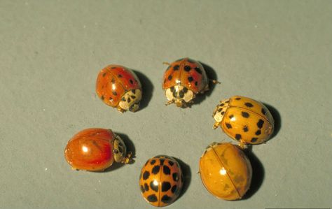 Lady Beetle, Foto Tips, Beetles, A Circle, Sanskrit, Pretty Pictures, No. 2, Art Inspo, Bugs