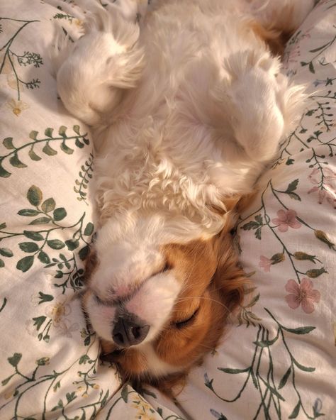 I sleep in bed, do you ?? 😍😍😍😍 . . . . . . #blenheim #blenheimcavalier #blenheimpuppy #blenheimcavalierkingcharlesspaniel #cavalier #cavaliersofinstagram #cavalierpuppy #cavaliercommunity #kingcharlescavalier #kingcharlespuppy #itscavthing #kingcharlesofinstagram #kingcharlesspaniel #cavalierblenheim #cavalierlove #ckcspaniel  #cavalierking #cavalierclub #cavlife💯🐶 #cavmom #kingcharlesblenheimspaniel #cavalierlife #kingcharlescavaliers #kingcharlesofinstagram #kingcharlesspanielsofinsta #cava... Princess Dog Aesthetic, Golden Cavalier, King Charles Puppy, Cavalier Puppy, Dog Aesthetic, Princess Dog, Cute Animals Puppies, Cute Animal Photos, Cute Cats And Dogs