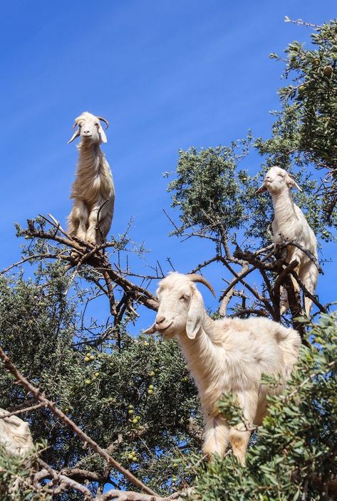 Ever wanted to see the famous goats in trees in Morocco? Me too, unfortunately I walked into a big tourist trap and unhappy goats. The truth behind the argan tree goats. Goats In Trees, Cute Animals Wallpaper, Goat Barn, Argan Tree, Goat Yoga, Goat Art, Goats Funny, Cute Goats, Climb Trees