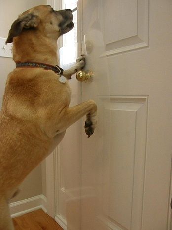 Dog Scratching Door, Automatic Dog Door, Door Protector, Pet Doors, Pet Door, Dog Gate, Pet Kitten, Dog Diapers, Dog Door