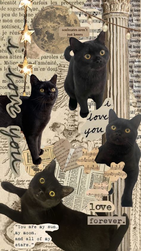 Black Cat Collage Wallpaper, Cat Collage Wallpaper, Cat Boy Aesthetic, Newspaper Wallpaper, Black Cat Aesthetic, Cat Collage, Bear Cat, Gothic Wallpaper, Collage Wallpaper