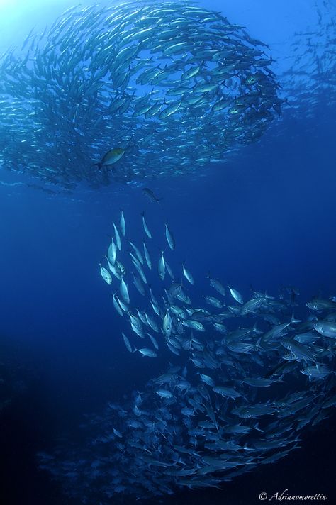 Swirling schools of fish by Adriano Morettin School Of Fish Photography, School Of Fish Art, Schools Of Fish, Fish School, Underwater House, Underwater Scenes, Types Of Blue, School Of Fish, Beautiful Wallpaper For Phone