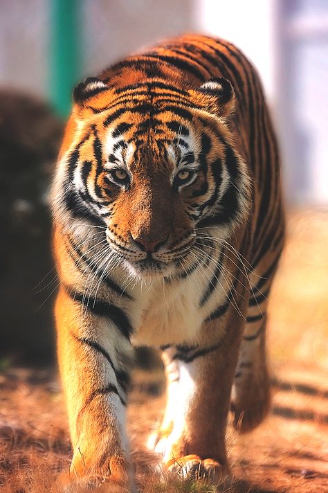 lmmortalgod: Siberian female tiger by Stoyan Katinov Strawberry Tiger, Female Tiger, Baby Jaguar, Tiger Photography, Gato Grande, Cat Species, Tiger Pictures, Tiger Tiger, Siberian Tiger